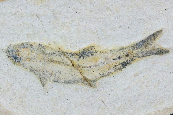 Cretaceous Fossil Fish - Morocco #104394